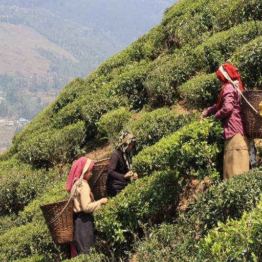 Drei Teepflückerinnen mit geflochtenen Körben bei der Ernte an einem Hang in Darjeeling