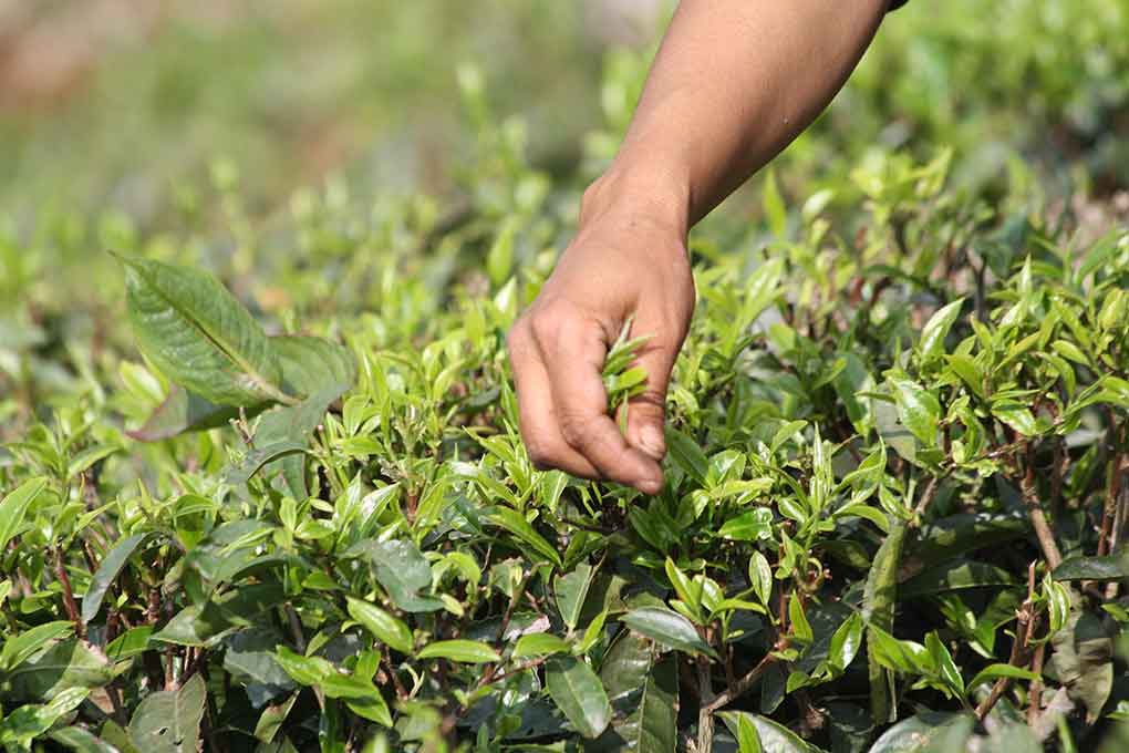 Teepflückerin bei der Ernte